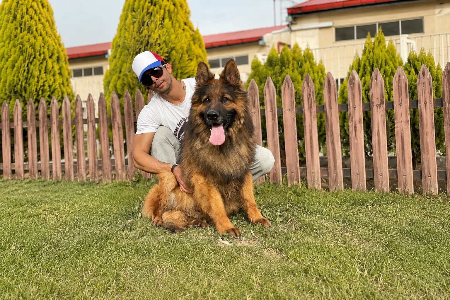 مولد نژاد ژرمن شپرد رکسی